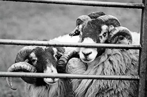 Coverdale: Two Swaledale rams behind a farm gate, Coverdale