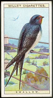 Hirundo: SWALLOW