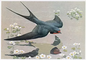 Swallow