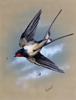 Malcolm Greensmith Collection: A Swallow in flight