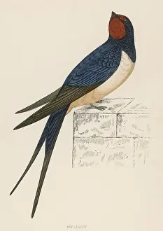 Rustica: SWALLOW (MORRIS)