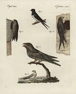 Bertuchs: Swallow, swift, martins and nightjar