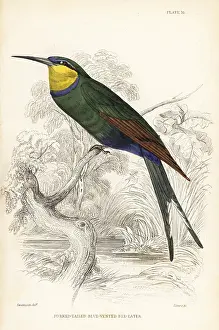 Swainson: Swallow-tailed bee-eater, Merops hirundineus