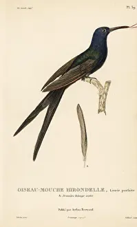 Colibri: Swallow-tailed hummingbird, Eupetomena macroura