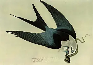 Claws: Swallow-Tailed Kite