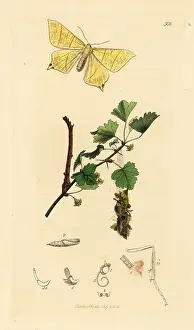 John Curtis: Swallow-tailed moth and common elder