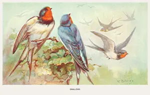 Bowley: Swallows