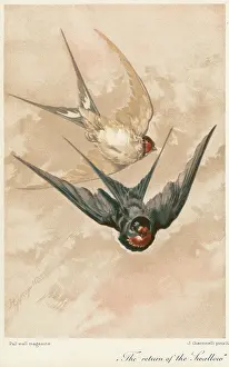 Hirundo: TWO SWALLOWS