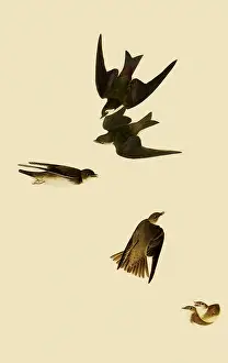Soaring: Swallows
