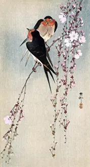Ohara: Two Swallows on cherry blossom