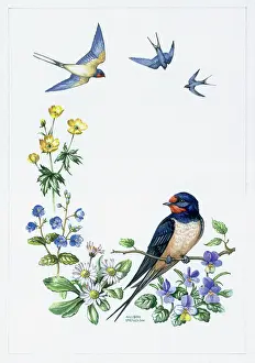 Celandine: Swallows with daisies and celandine etc