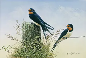 Hurle: Swallows ' one on fence post, one on wire