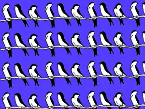 Perch: Swallows on a line
