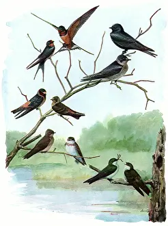 Overhanging: Swallows and Martin