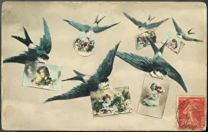 Beaks: SWALLOWS/POSTCARDS 1908