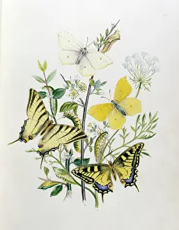 Humphreys: Swallowtail and Brimstone Butterflies