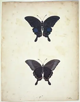 Albin: Swallowtail butterfly
