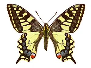 Swallowtail: Swallowtail butterfly
