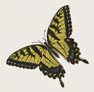 Arthropods: Swallowtail Butterfly