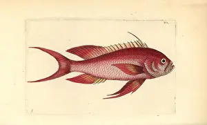 Naturalists: Swallowtail seaperch, Anthias anthias