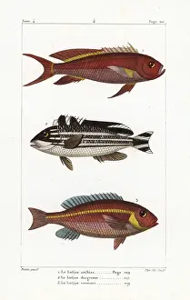 Bream: Swallowtail seaperch, striped sweetlips and