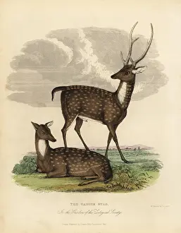 Smellie: Swamp deer or barasingha, Rucervus duvaucelii