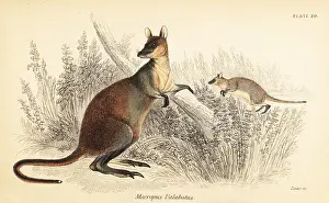 Steel Engraving: Swamp wallaby, Wallabia bicolor