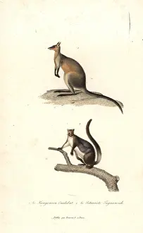 Bicolor: Swamp wallaby and yellow-bellied glider