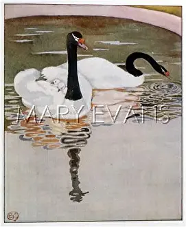 Cygnets: SWAN CARRIES CYGNETS