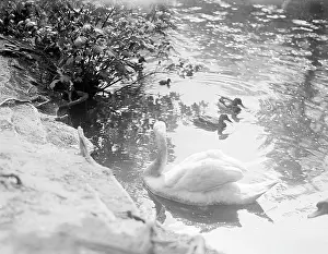 Cygnets: SWAN AND CYGNETS