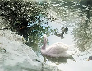 Cygnets: SWAN AND CYGNETS