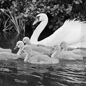 Cygnets: Swan and Cygnets