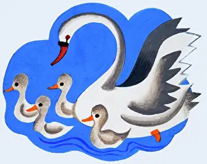 Cygnets: Swan and cygnets