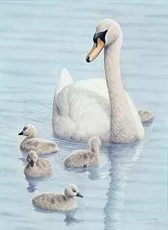Turvey: Swan and Cygnets