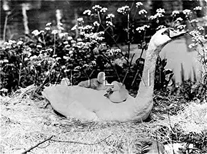 Cygnets: SWAN & CYGNETS