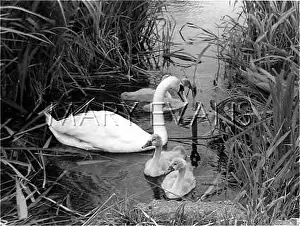 Cygnets: SWAN AND CYGNETS