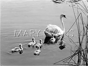 Cygnets: SWAN AND CYGNETS