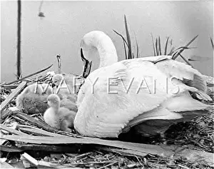 Cygnets: SWAN AND CYGNETS