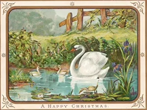 Cygnets: Swan and cygnets on a Christmas card