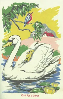 Cygnets: Swan and cygnets out for a swim