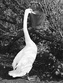 Abbotsbury: SWAN EATING