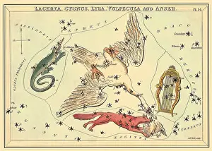 Constellations: Swan, Fox, Lizard, and Harp