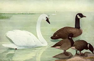 Placid: Swan and Geese