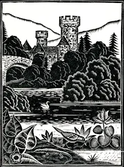 Surroundings: A swan glides elegantly along a river