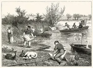 Upping: Swan Hopping 1873