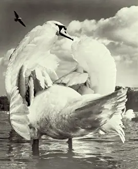 Displaying: Swan on Kensington Round Pond