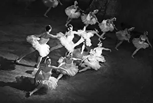 Burmeister: Swan Lake ballet