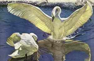 Trumpeter: Swan Lands Near Mate