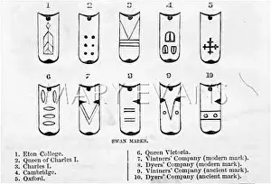 Vintners: SWAN MARKINGS
