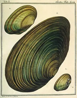 Seashell: Swan Mussel